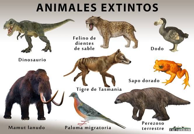 what is the oldest animal species on earth